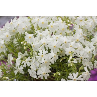 Flioksas ylalapis (Phlox subulata) Spring White 
