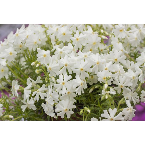 Flioksas ylalapis (Phlox subulata) Spring White 