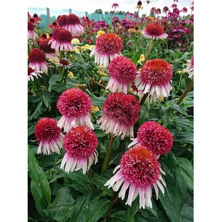 Ežiuolė  (lot.Echinacea purpurea)  Strawberry and Cream
