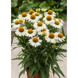 Ežiuolė rausvažiedė (lot.Echinacea purpurea) Kismet White