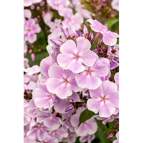 Flioksas ( Phlox paniculata)  Franz Shubert