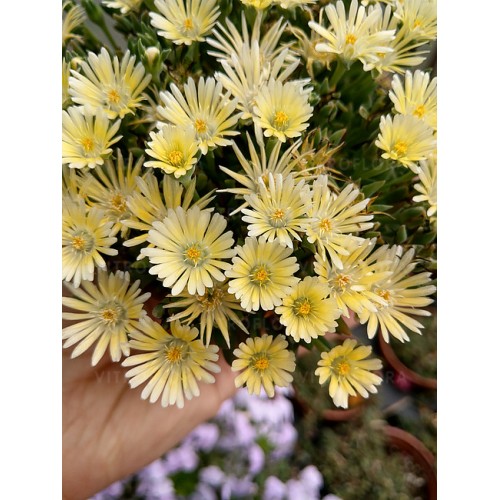 Mudrė ( lot. Delosperma)  Sundella Lime