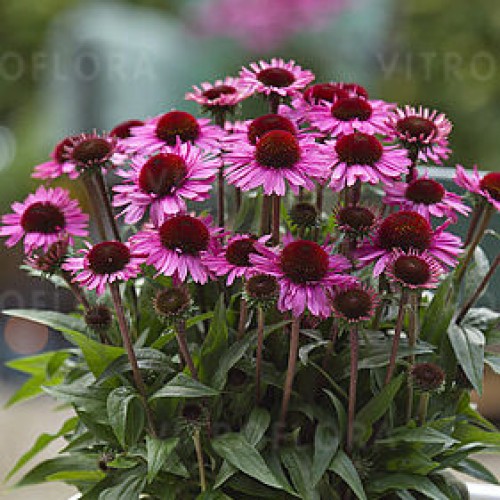 Ežiuolė  (lot.Echinacea purpurea) Sunmagic Vintage Ruby