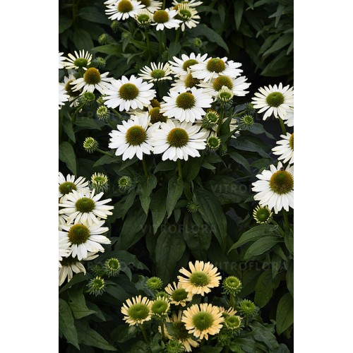 Ežiuolė  (lot.Echinacea purpurea) Sunmagic Vintage Pearl White