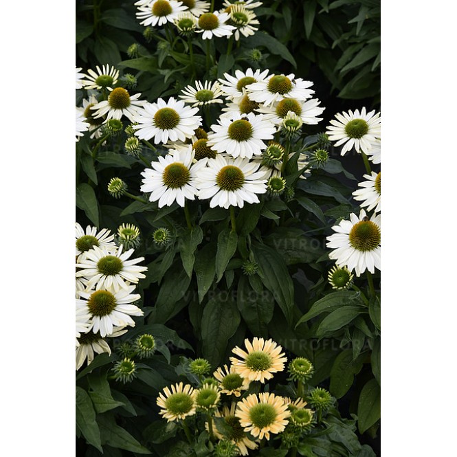 Ežiuolė  (lot.Echinacea purpurea) Sunmagic Vintage Pearl White