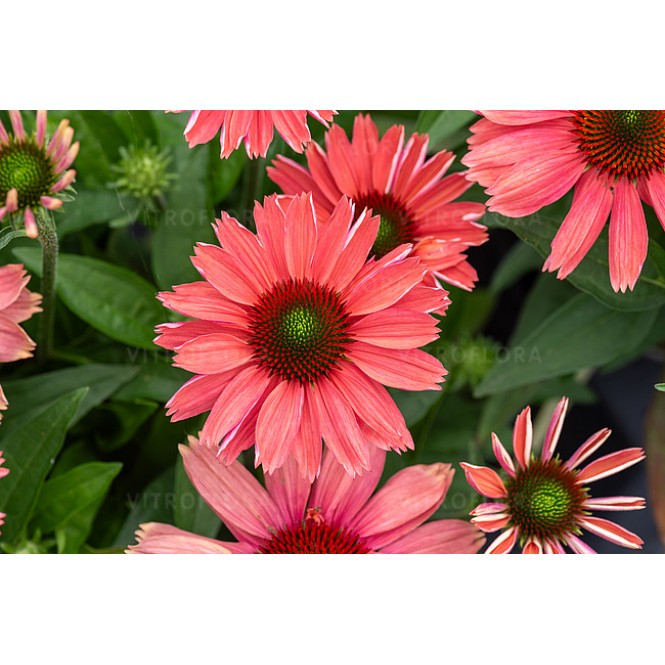 Ežiuolė  (lot.Echinacea purpurea) Sunmagic Vintage Watermelon