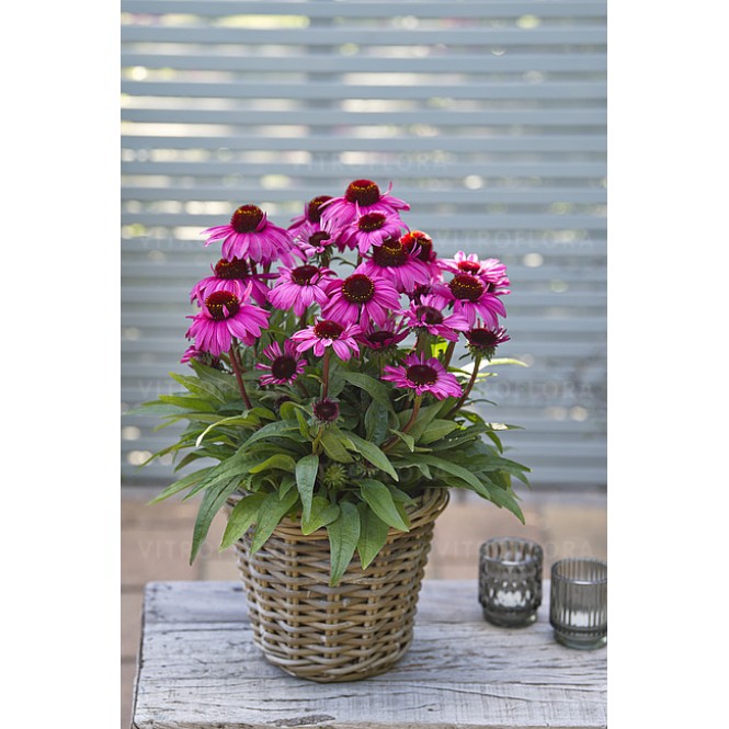 Ežiuolė  (lot.Echinacea purpurea) Sunmagic Vintage Hot Pink