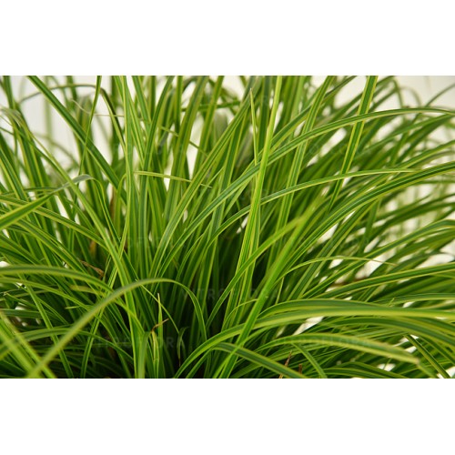 Viksva ( lot. Carex dolichostachya) Gold Fountain