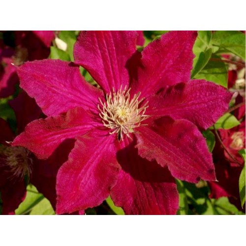 Raganė ( lot.Clematis) Solidarnosc