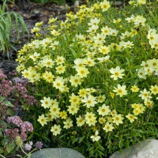 Gludas mentūrinis  (lot. Coreopsis verticilata ) Full Moon