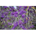 Vaisuolė azijinė ( lot. Callicarpa bodinieri var. giraldii) Profusion