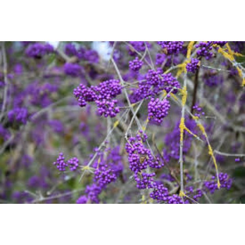Vaisuolė azijinė ( lot. Callicarpa bodinieri var. giraldii) Profusion