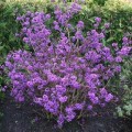 Vaisuolė azijinė ( lot. Callicarpa bodinieri var. giraldii) Profusion