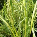 Smailiažiedis lendrūnas ( lot. Calamagrostis acutiflora) England