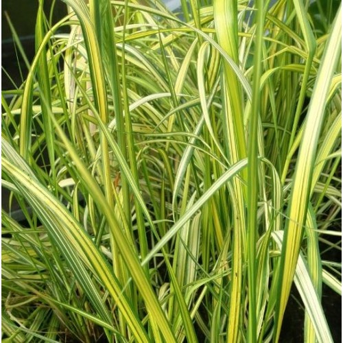 Smailiažiedis lendrūnas ( lot. Calamagrostis acutiflora) England