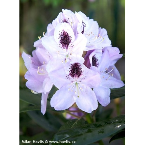 Rododendras ( lot. Rhododendron) Calsap