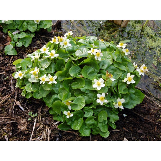 Pelkine puriena  (lot. CAltha palustris) ALba