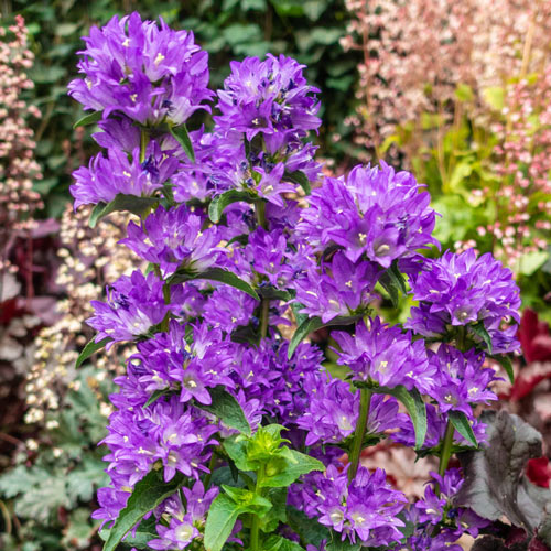 Katilėlis tankiažiedis (lot. Campanula glomerata) Superba