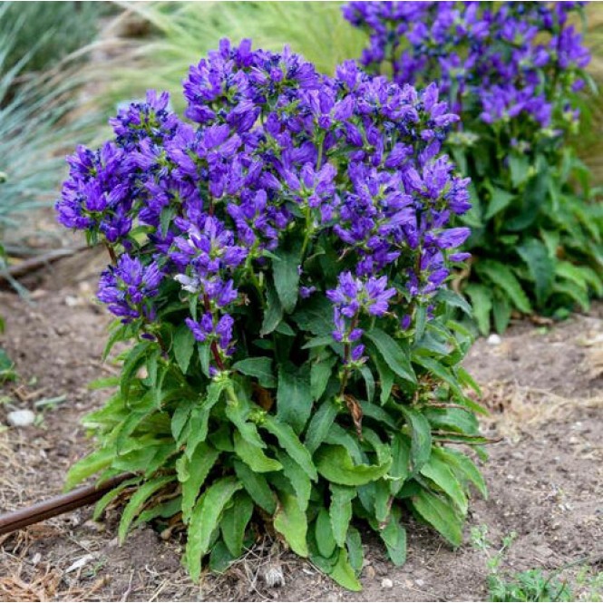 Katilėlis tankiažiedis (lot. Campanula glomerata) Freya
