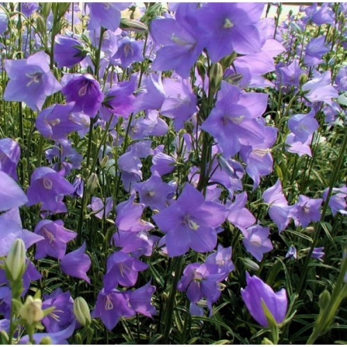 Katilėlis  (lot. Campanula persicifolia) Grandiflora