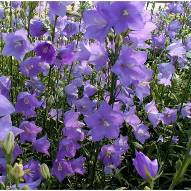 Katilėlis  (lot. Campanula persicifolia) Grandiflora