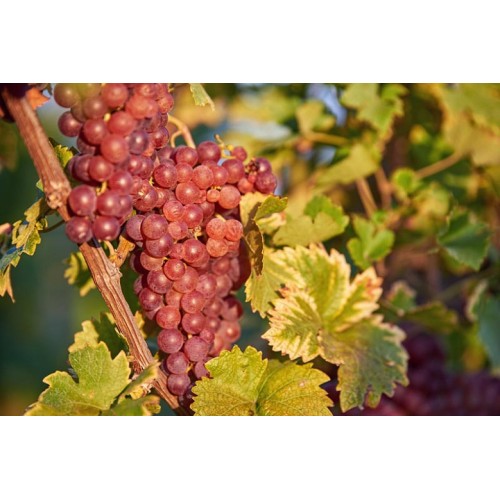 Vynuogė( lot. Vitis) Canadice