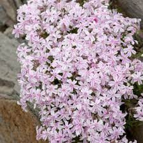 Flioksas ylalapis (Phlox subulata) Candy stripe