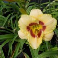 Viendienė  (lot.Hemerocallis )  Custard Candy