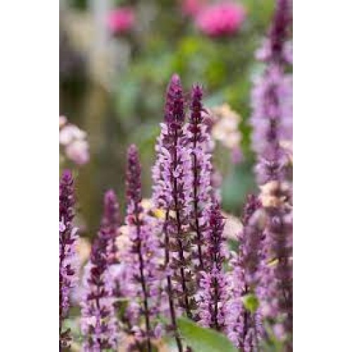 Šalavijas gojinis ( lot. Salvia nemorosa) Caradonna Pink