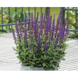 Šalavijas gojinis ( lot. Salvia nemorosa) Caradonna Compact Šalavijas gojinis ( lot. Salvia nemorosa) Caradonna Compact