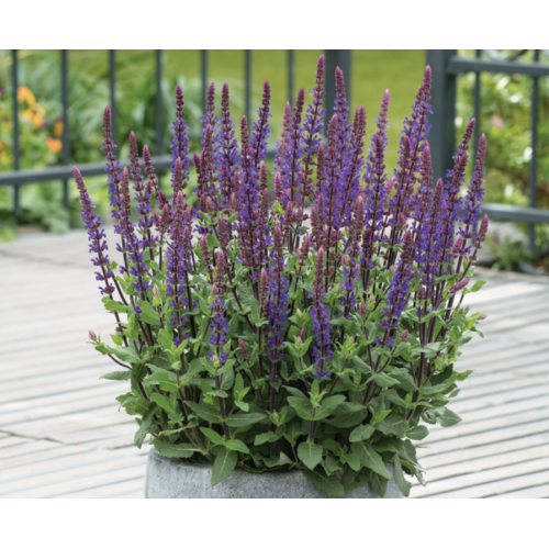 Šalavijas gojinis ( lot. Salvia nemorosa) Caradonna Compact