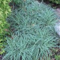 Viksva melsvoji ( lot. Carex flacca) Blue zinger