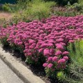 Šilokas (lot. Sedum spectabile) Carl