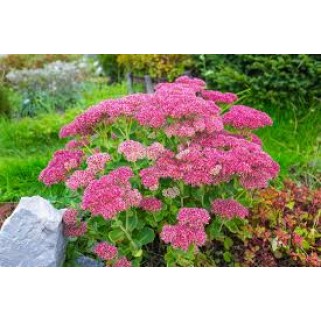 Šilokas (lot. Sedum spectabile) Carl