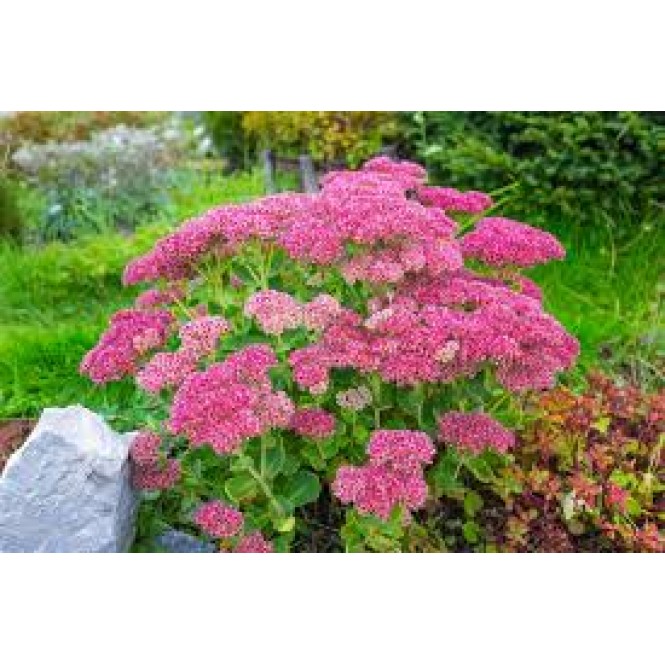 Šilokas (lot. Sedum spectabile) Carl