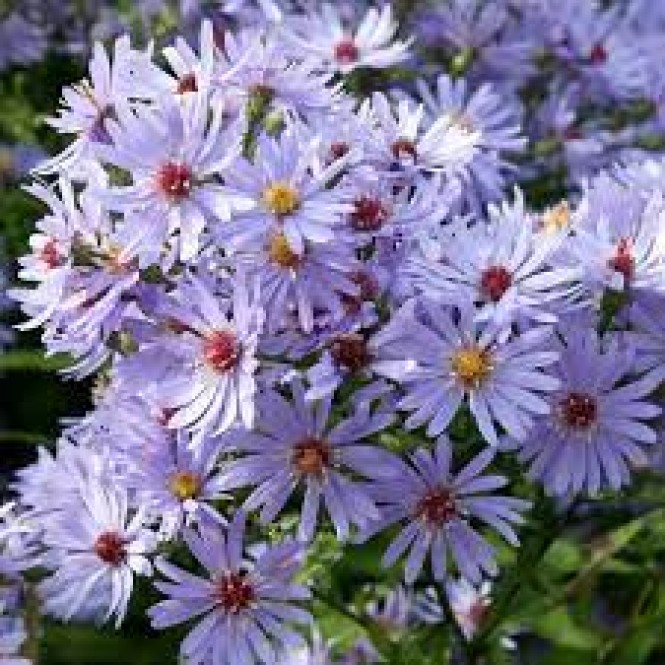 Astras širdžialapis ( lot. Aster cordifolius ) Little Carlow