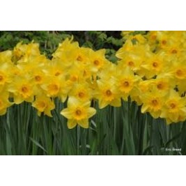 Narcizas didžiažiedis ( lot. Narcissus)  Carlton, 5 vnt Narcizas didžiažiedis ( lot. Narcissus)  Carlton, 5 vnt
