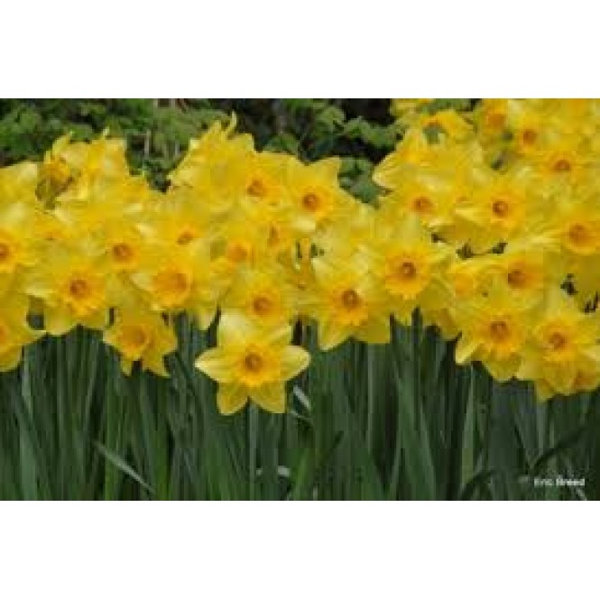 Narcizas didžiažiedis ( lot. Narcissus)  Carlton, 5 vnt