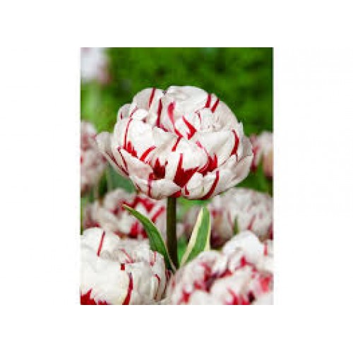 Tulpės  Carnaval de Nice 5 vnt