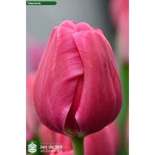 Tulpės Carola, 50 vnt