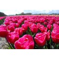 Tulpės Carola, 50 vnt