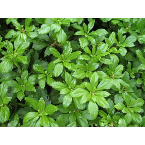 Pachisandra ( lot. Pachysandra terminalis) Green Carpet