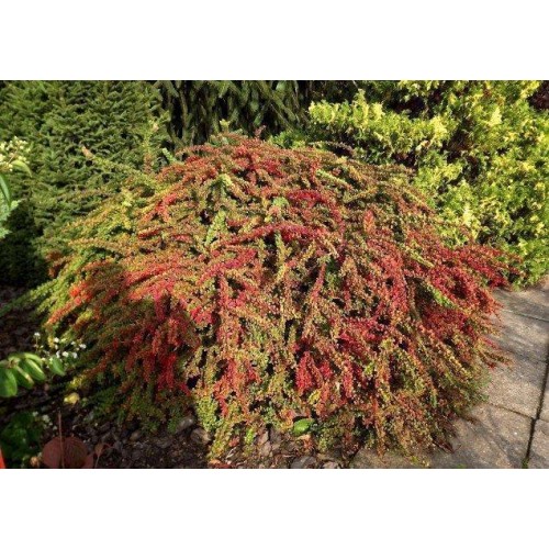 Raugerškis tunbergo ( lot. Berberis thunbergii)  Green Carpet