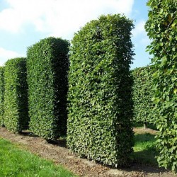 Skroblas gyvatvorei: kodėl tai vienas patikimiausių sprendimų Lietuvos klimatui?