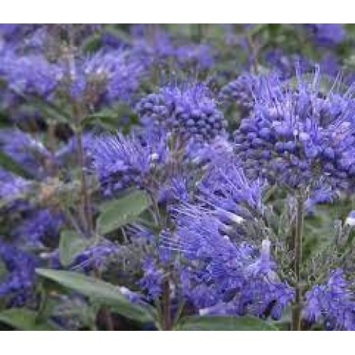 Sepenė ( lot.Caryopteris x clandonensis) Dark Knight 