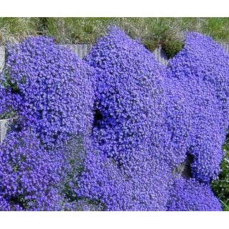 Aubretė ( lot. Aubrieta cultorum) Glacier Sky Blue