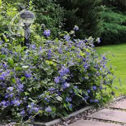 Raganė trilapė ( lot.Clematis heracleifolia ) Cassandra