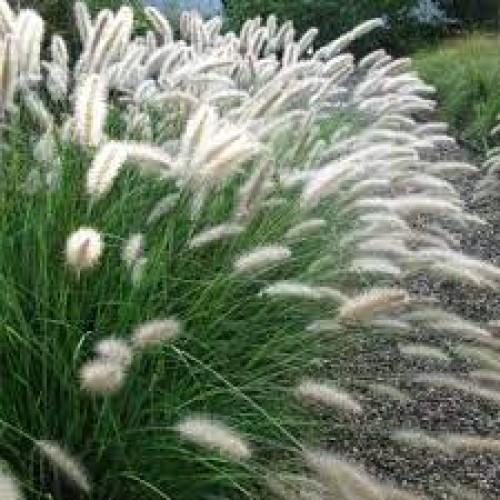 Soruolė  pašiaušėlinė (lot. Pennisetum alopecuroides)  Cassian