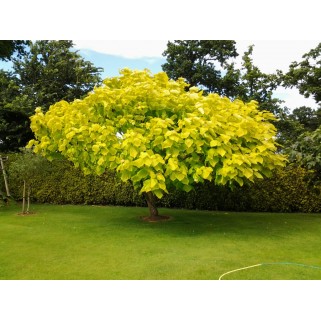 Katalpa paprastoji (lot. Catalpa bignoides) Aurea