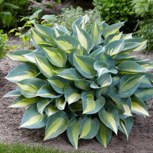 Melsvė ( lot. Hosta) Catherine